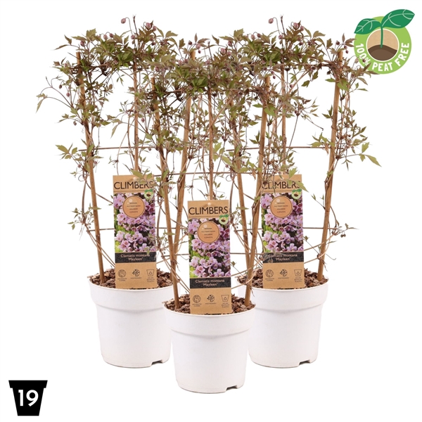 <h4>Clematis montana 'Mayleen' P19 op rek</h4>