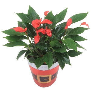 Anthurium XL.67 Trillions Red 14cm met kerstpak cover