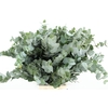 EUC CINEREA