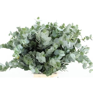 EUC CINEREA