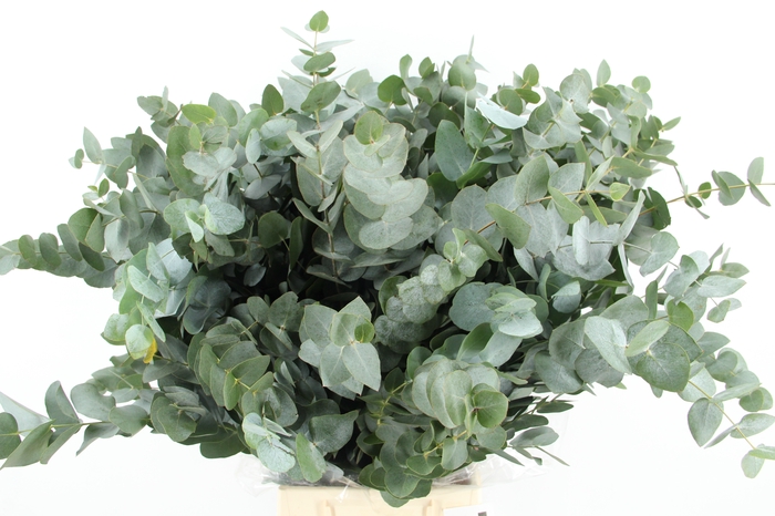EUC CINEREA