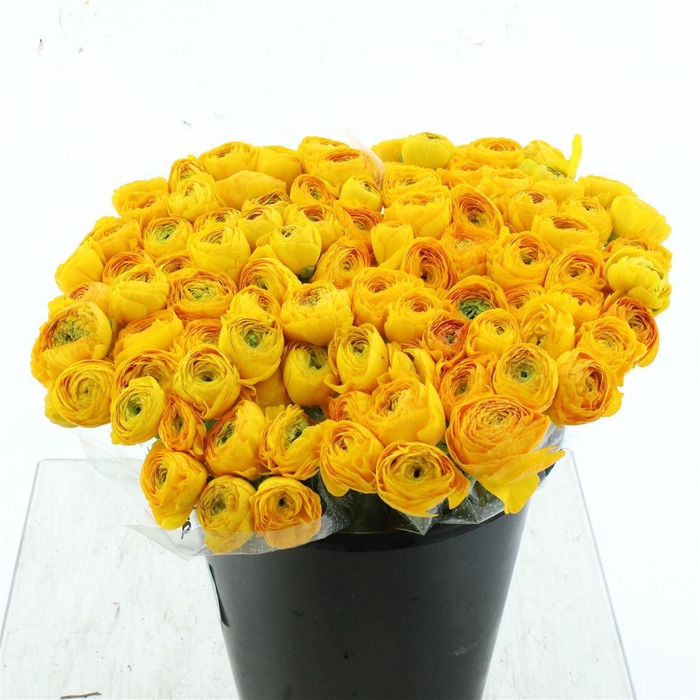 <h4>Ran Su Sr Omega Yellow 1a</h4>