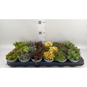 Sedum   ...