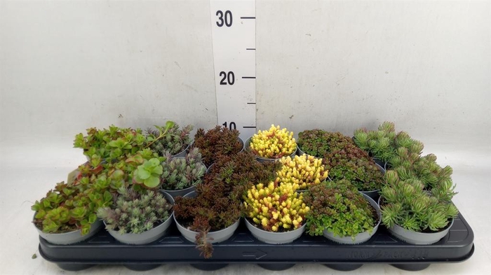 <h4>Sedum   ...</h4>