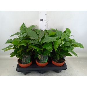 Coffea arabica