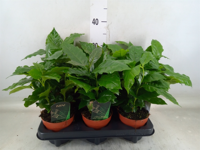 <h4>Coffea arabica</h4>
