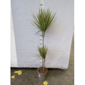 Dracaena marg. 'Bicolor'