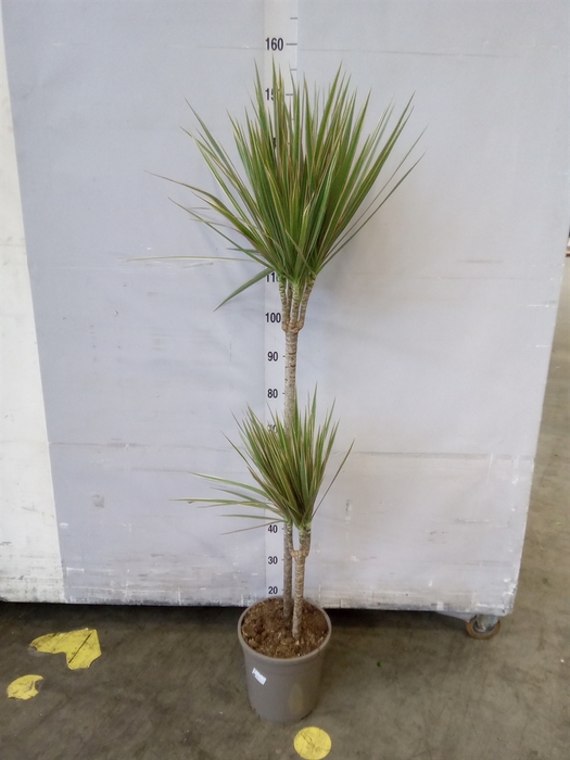 <h4>Dracaena marg. 'Bicolor'</h4>