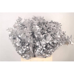 EUC CIN KLB P BOS H%