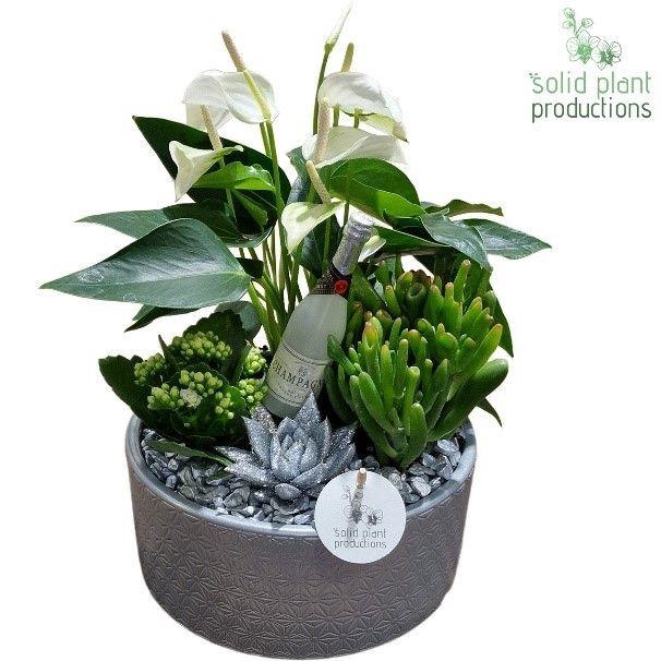 <h4>AE004 Stella Silver Sylvester</h4>