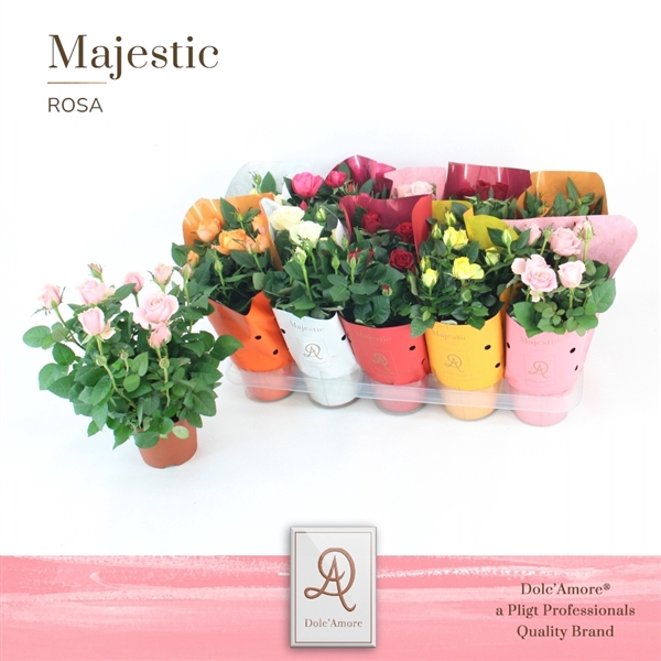 <h4>Potroos Mix P12 Kordana Grande Dolc'Amore® Majestic</h4>