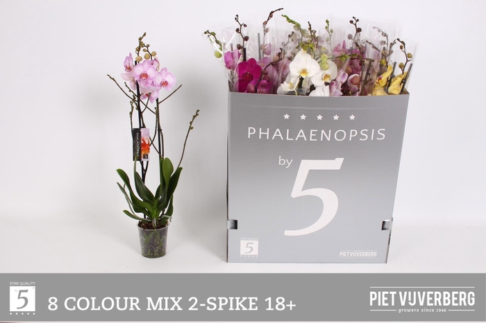 <h4>PHAL GEM 8 KL</h4>