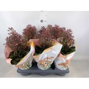 Kalanchoe  'WildFlow Surp Canyon'