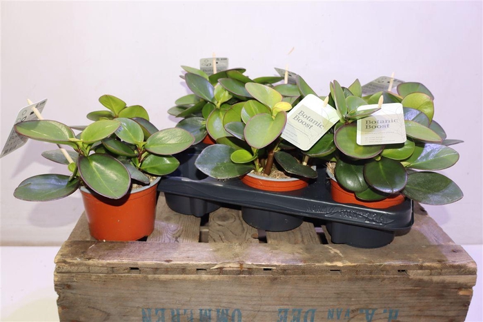 <h4>Pep Clus Red Margin</h4>