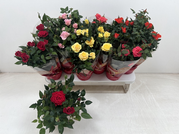 <h4>RO FAV RO GEM 5 SRT</h4>