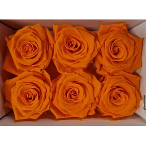 Ro Pres Classic Orange