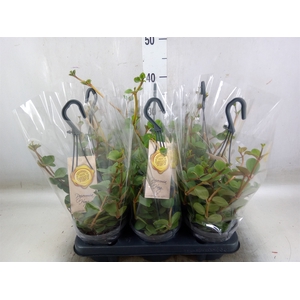 Peperomia tetraphylla 'Hope'