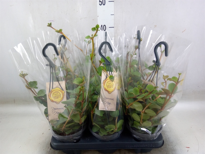 <h4>Peperomia tetraphylla 'Hope'</h4>