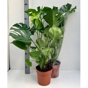 MONSTERA DELICIOSA