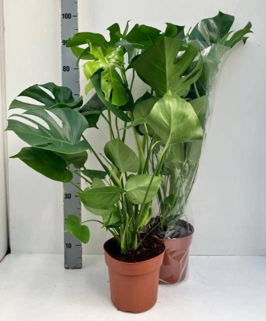 <h4>MONSTERA DELICIOSA</h4>