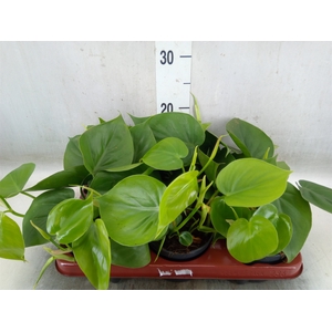 Philodendron scand.