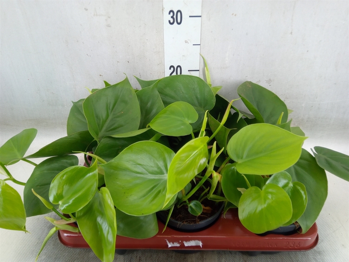 <h4>Philodendron scand.</h4>