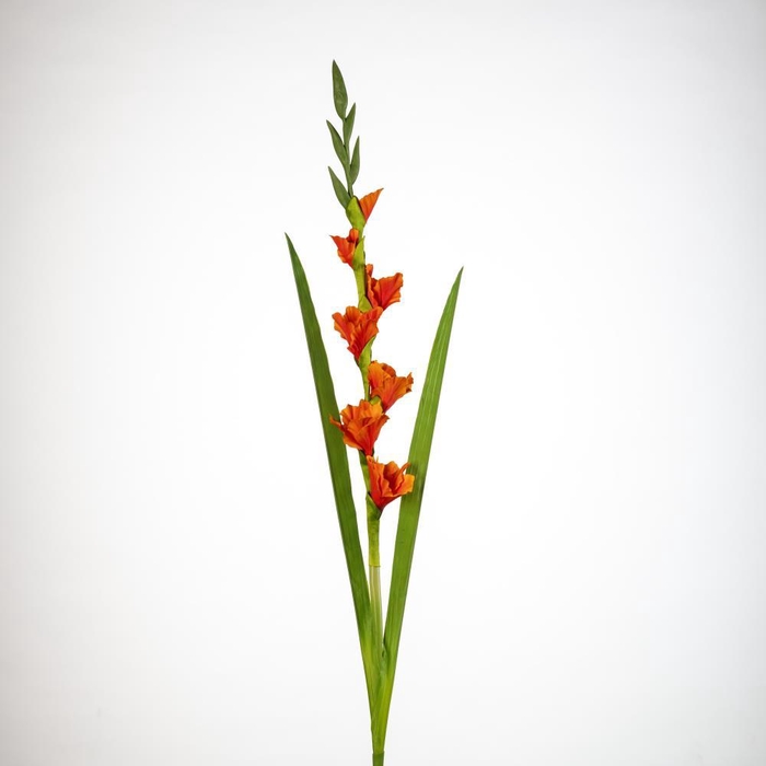 <h4>AF Gladiolus x5 L118cm orange</h4>