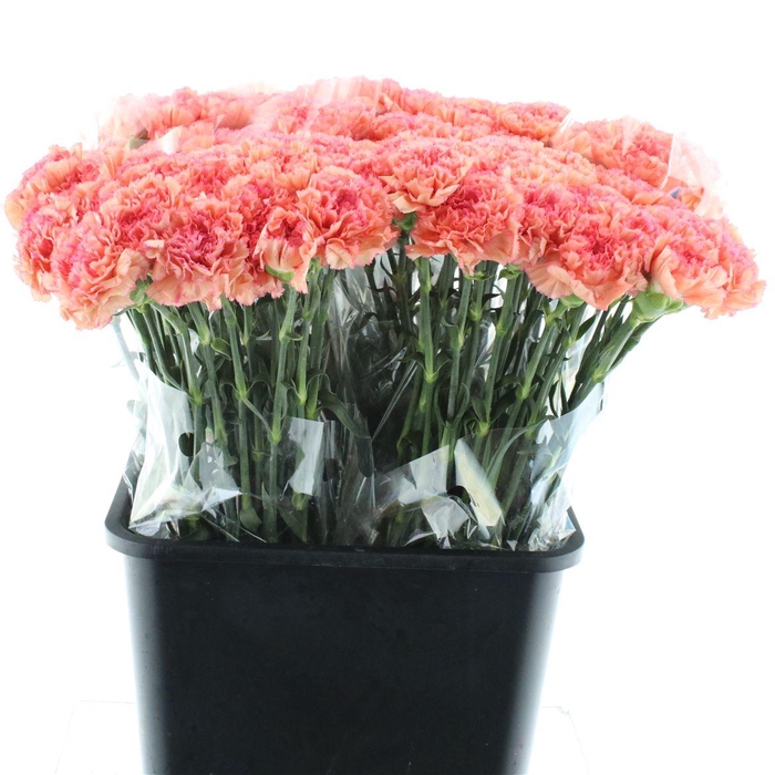 <h4>Di St Copy Orange X 160</h4>