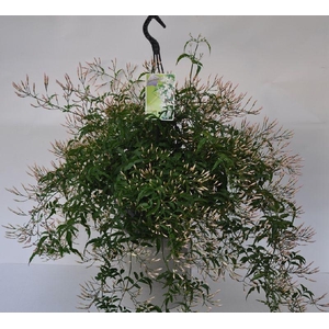 Jasminum Polyanthum hangpot