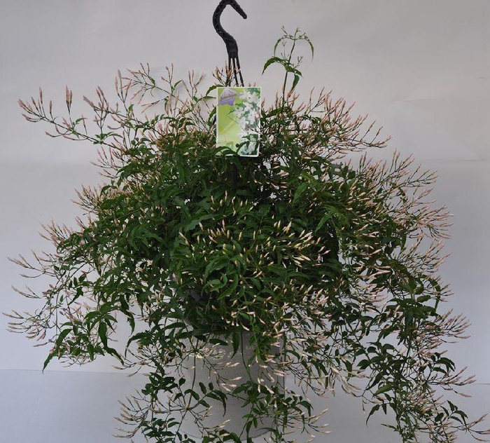 <h4>Jasminum Polyanthum hangpot</h4>