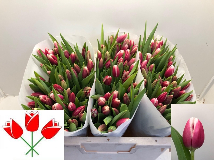 <h4>TU EN LUSTIGE WITWE</h4>