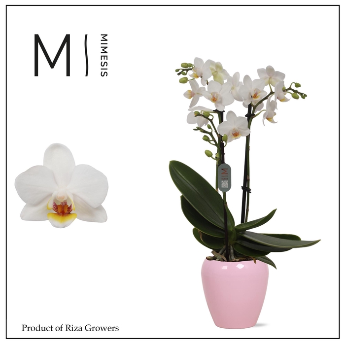 <h4>Phalaenopsis Bern 2 spike – 7cm in Martine Pink | Mimesis</h4>