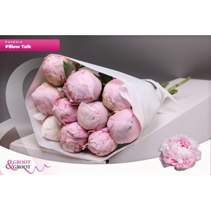 Paeonia Pillow Talk | XXL