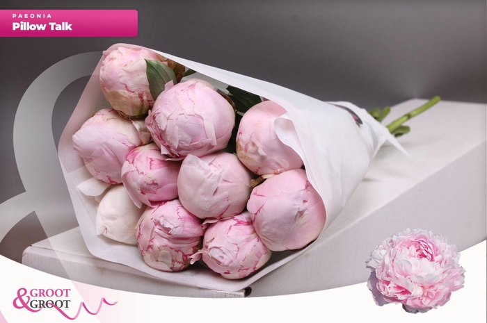 <h4>Paeonia Pillow Talk | XXL</h4>