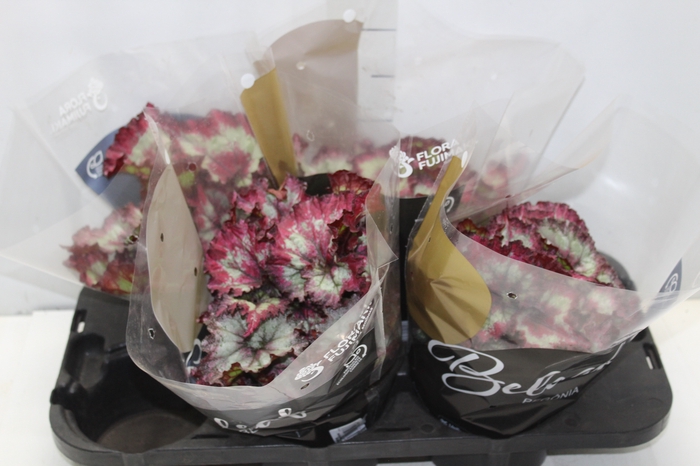 <h4>BEGONIA REX TIE DYE P15</h4>