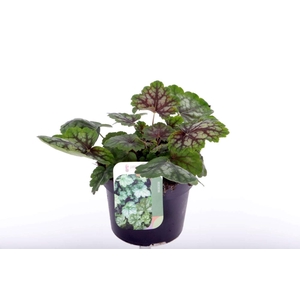 Heuchera amer. Marvelous Marble