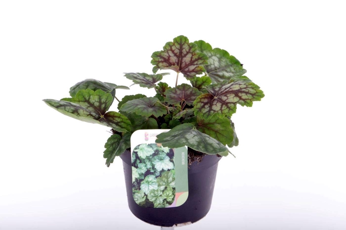 <h4>Heuchera amer. Marvelous Marble</h4>