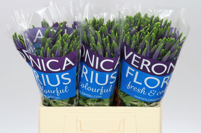 <h4>Veronica Spray Diana X 20</h4>