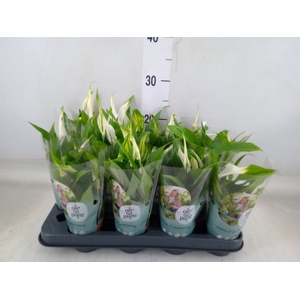 Spathiphyllum  'Pearl Cupido'