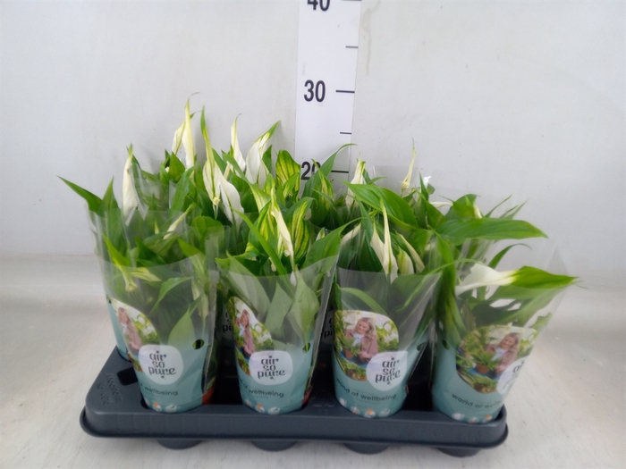 <h4>Spathiphyllum  'Pearl Cupido'</h4>