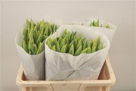 <h4>Tu En Strong Gold</h4>