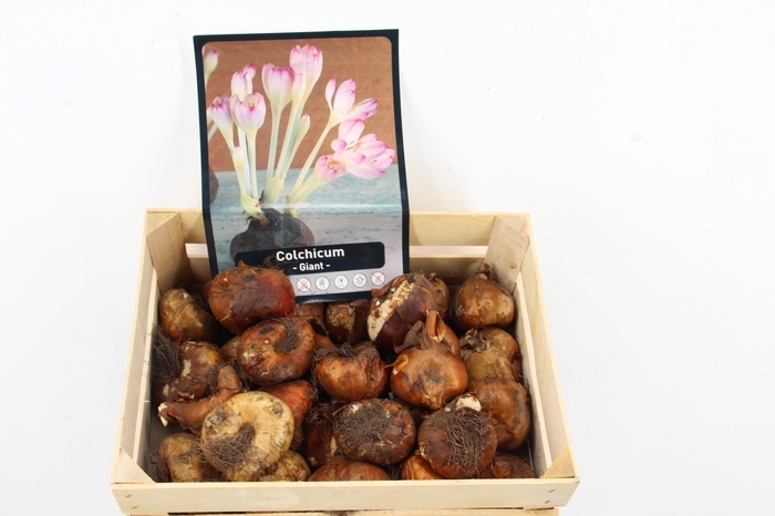 <h4>BOL COLCHICUM X30</h4>