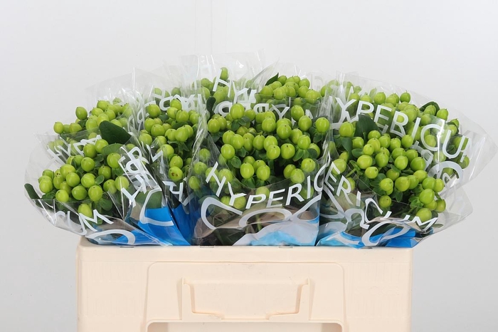 <h4>Hyp Coco Bamboo</h4>