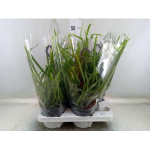 Lepismium bolivianum