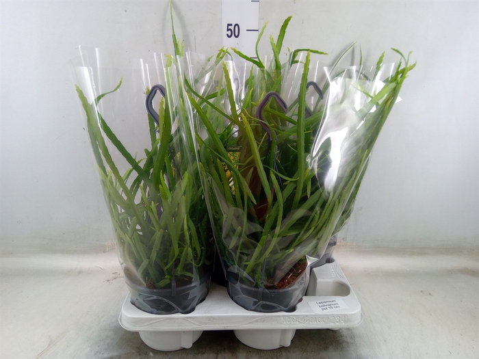 <h4>Lepismium bolivianum</h4>
