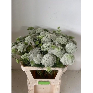 AMMI VISN GREEN MIST