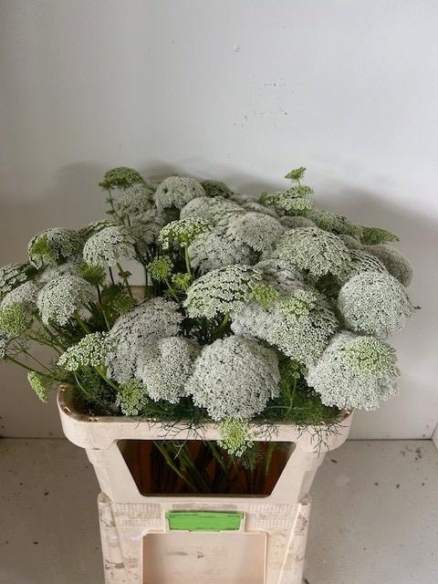 <h4>AMMI VISN GREEN MIST</h4>