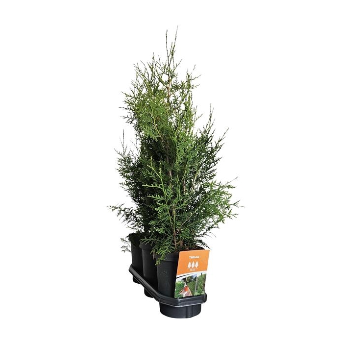 <h4>Hedgeline Thuja occidentalis (King of) Brabant C4</h4>