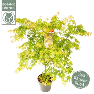 Acer palm. 'Sangokaku'