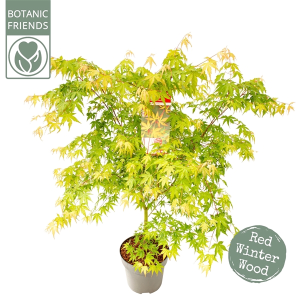 <h4>Acer palm. 'Sangokaku'</h4>